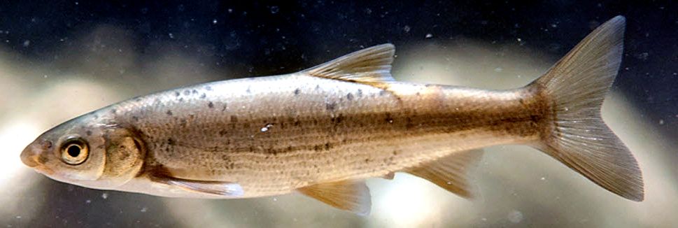 Pseudochondrostoma duriense_06.jpg